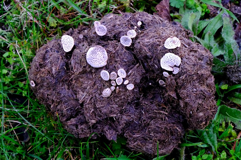 Poronia punctata - © Charles Hipkin