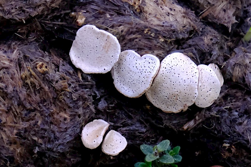 Poronia punctata - © Charles Hipkin