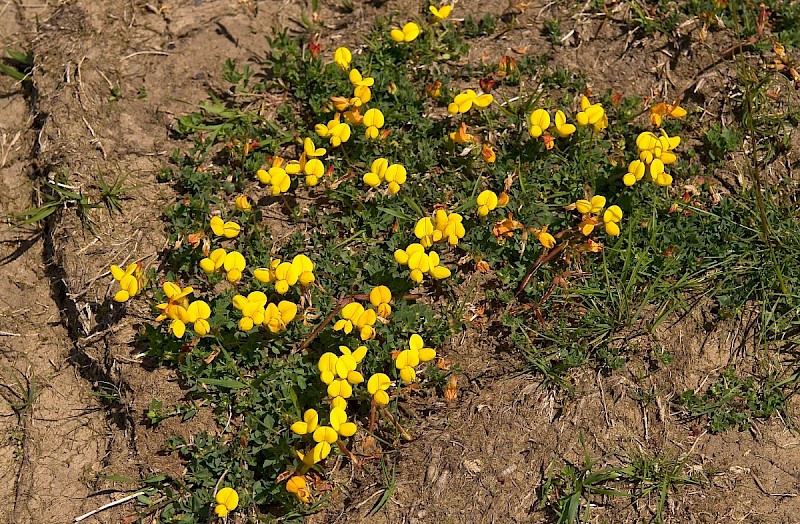 Lotus corniculatus - © Charles Hipkin