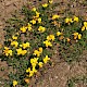 Lotus corniculatus