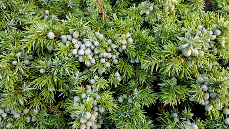 Juniperus communis - © Barry Stewart