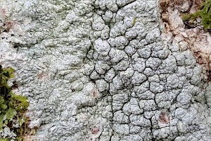 Pertusaria pertusa Pierced Lichen