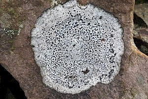 Fuscidea kochiana Quilt Lichens