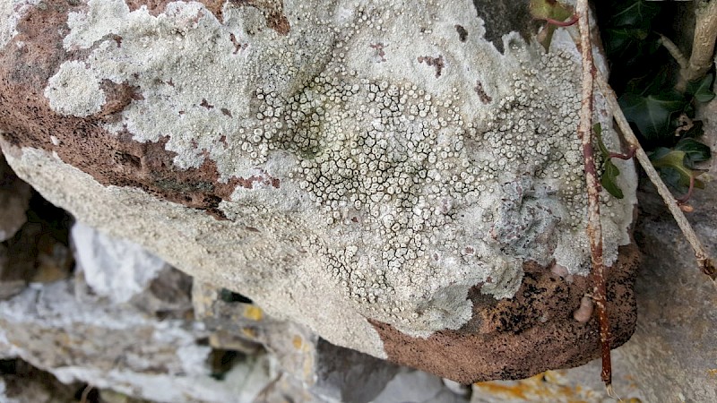 Ochrolechia parella - © Barry Stewart