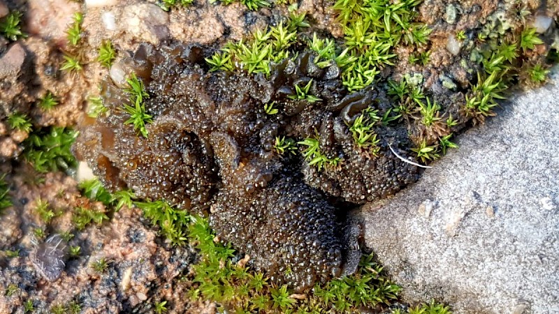 Lathagrium (Collema) auriforme - © Barry Stewart