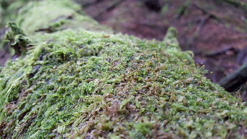 Sematophyllum substrumulosum - © Barry Stewart