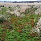 Polytrichum commune s.str.