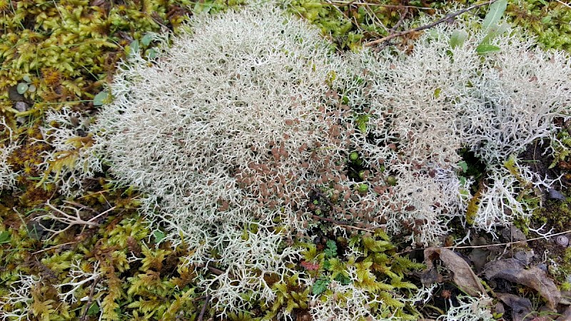 Cladonia rangiformis - © Barry Stewart