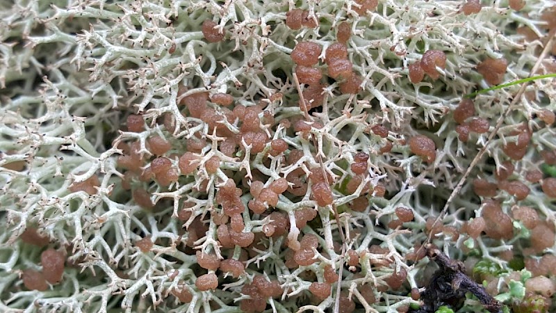 Cladonia rangiformis - © Barry Stewart