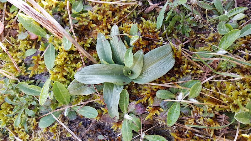 Ophrys apifera - © Barry Stewart