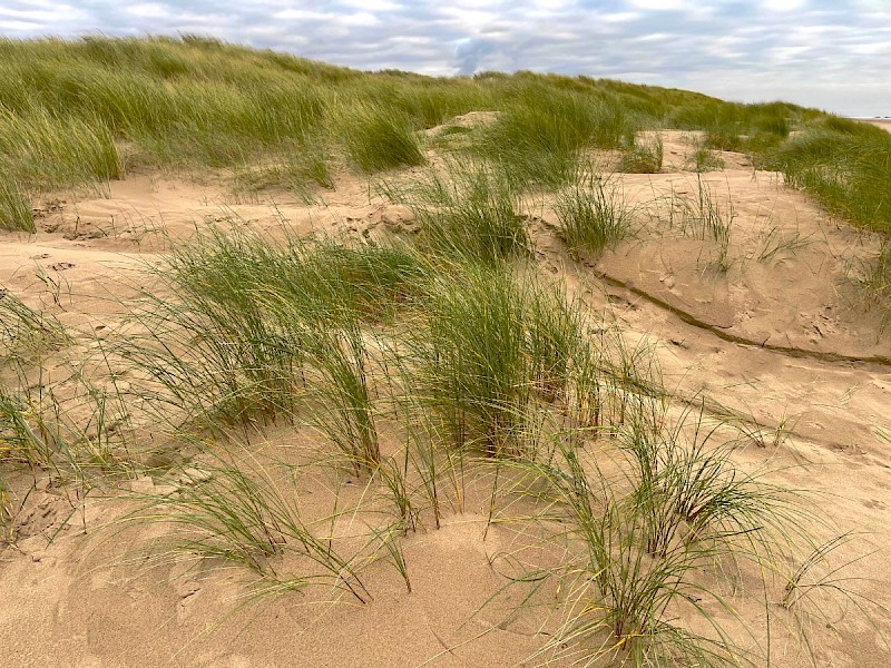 Sand Dunes - © Charles Hipkin