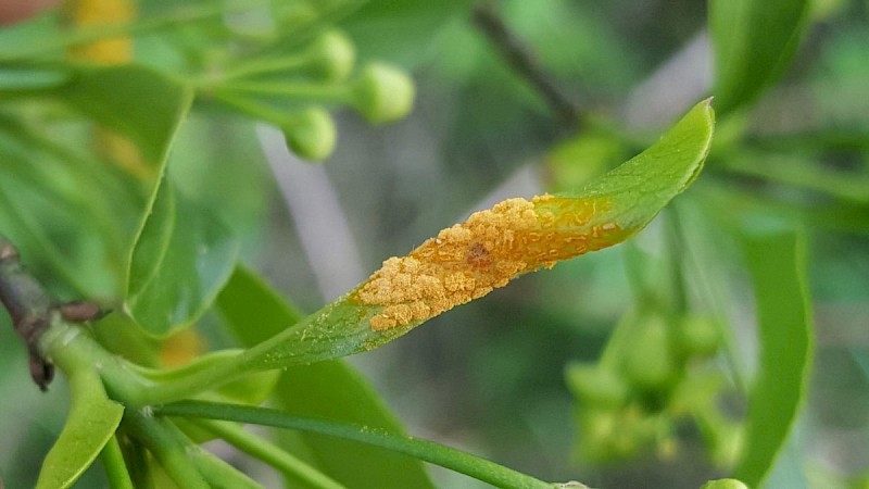 Melampsora epitea - © Barry Stewart