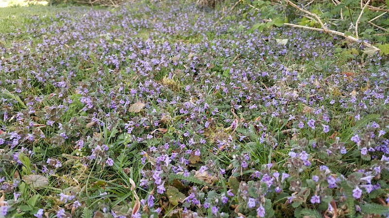 Glechoma hederacea - © Barry Stewart