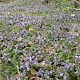 Glechoma hederacea