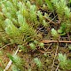 Sedum rupestre