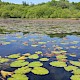 Nymphoides peltata