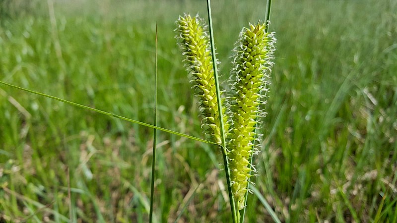 Carex rostrata - © Barry Stewart