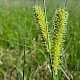 Carex rostrata