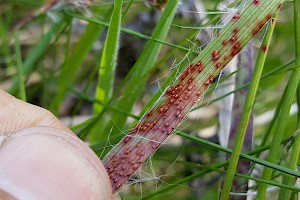 Puccinia obscura 