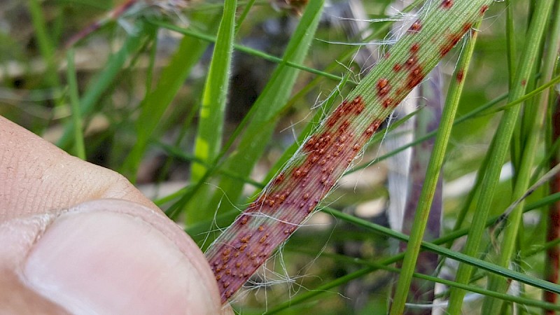 Puccinia obscura - © Barry Stewart