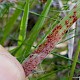 Puccinia obscura