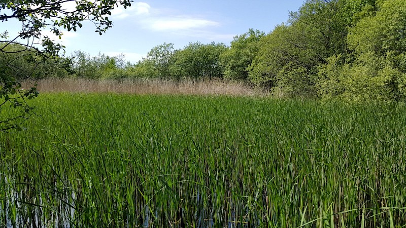 Typha angustifolia - © Barry Stewart