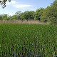 Typha angustifolia