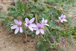 Erodium cicutarium Common Stork's-bill