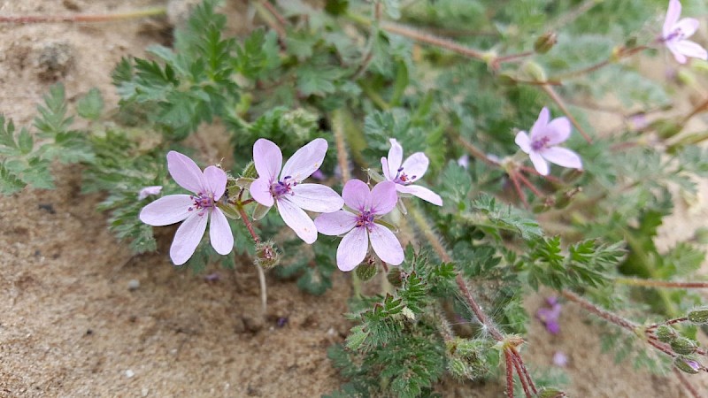 Erodium cicutarium - © Barry Stewart