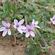 Erodium cicutarium