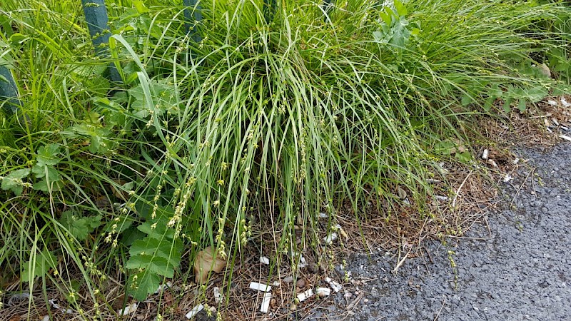 Carex divulsa subsp. divulsa - © Barry Stewart