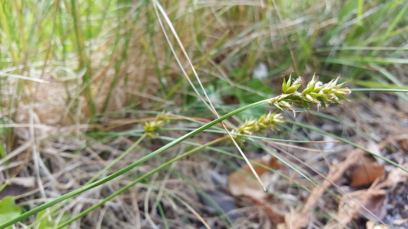 Carex divulsa subsp. divulsa - © Barry Stewart