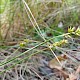 Carex divulsa subsp. divulsa