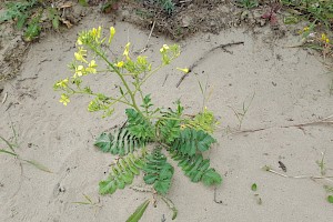 Raphanus raphanistrum subsp. maritimus Sea Radish