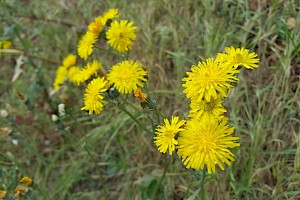 Hypochaeris radicata Cat's-ear