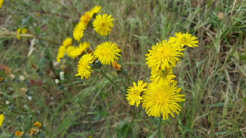 Hypochaeris radicata - © Barry Stewart