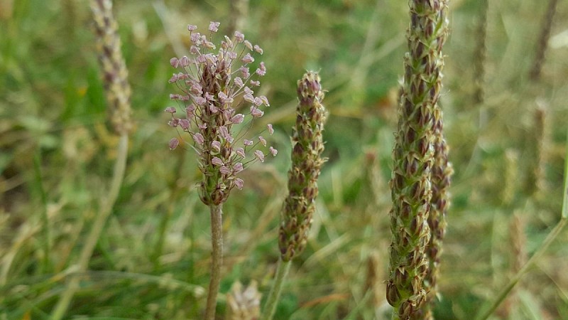 Plantago coronopus - © Barry Stewart