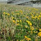 Plantago coronopus