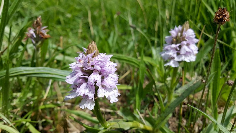 Dactylorhiza maculata - © Barry Stewart