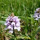 Dactylorhiza maculata