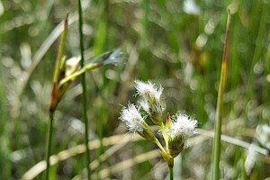 Eriophorum gracile Slender Cottongrass