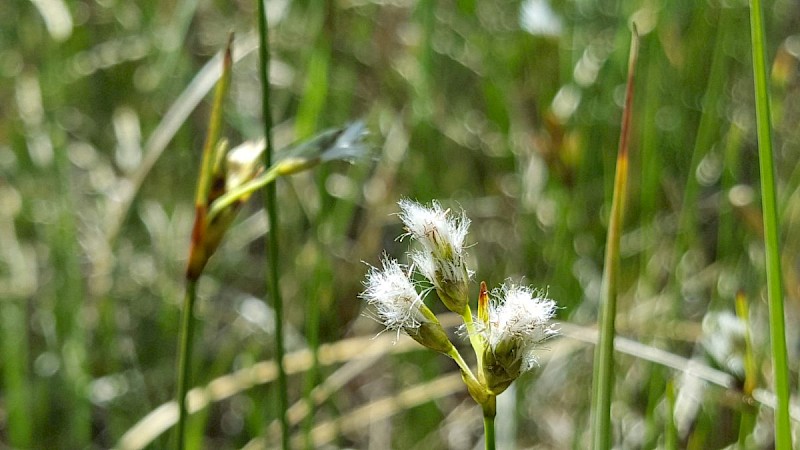 Eriophorum gracile - © Barry Stewart