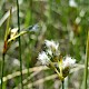 Eriophorum gracile