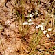 Eriophorum gracile