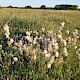 Salix repens