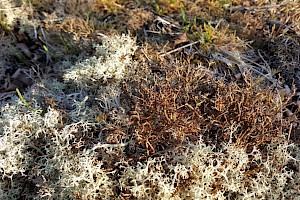 Cetraria aculeata Spiny Heath Lichen