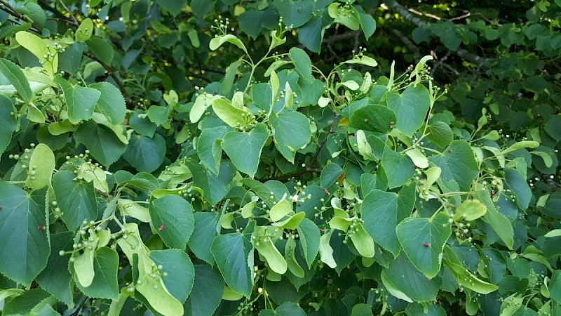 Tilia cordata - © Barry Stewart