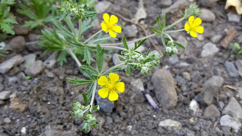 Potentilla argentea - © Barry Stewart