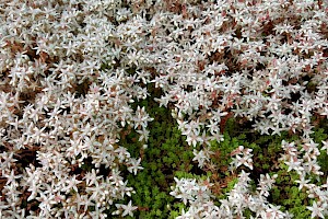 Sedum anglicum English Stonecrop