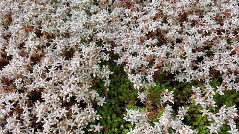 Sedum anglicum - © Barry Stewart